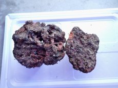 画像2: No.9 ライブロック　2個セット　海藻など付き　約2.3ｋｇ (2)