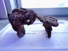 画像3: No.9 ライブロック　2個セット　海藻など付き　約2.3ｋｇ (3)