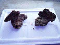 画像1: No.10 ライブロック　2個セット　海藻など付き　約2.1ｋｇ (1)