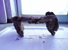 画像3: No.10 ライブロック　2個セット　海藻など付き　約2.1ｋｇ (3)