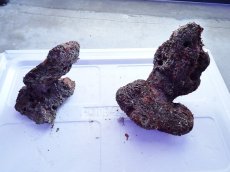 画像1: No.11 ライブロック　2個セット　海藻など付き　約1.9ｋｇ (1)