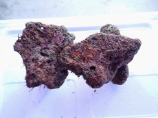 画像2: No.11 ライブロック　2個セット　海藻など付き　約1.9ｋｇ (2)