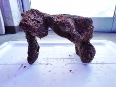 画像3: No.11 ライブロック　2個セット　海藻など付き　約1.9ｋｇ (3)
