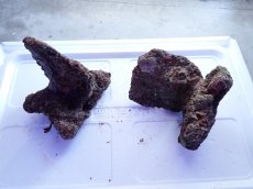 画像1: No.12 ライブロック　2個セット　海藻など付き　約2.1ｋｇ (1)