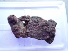 画像2: No.12 ライブロック　2個セット　海藻など付き　約2.1ｋｇ (2)