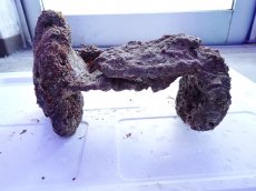 画像3: No.12 ライブロック　2個セット　海藻など付き　約2.1ｋｇ (3)