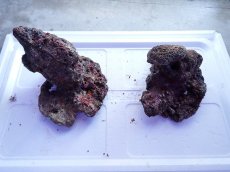 画像1: No.13 ライブロック　2個セット　海藻など付き　約2.5ｋｇ (1)