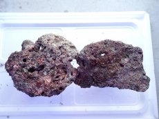 画像2: No.13 ライブロック　2個セット　海藻など付き　約2.5ｋｇ (2)