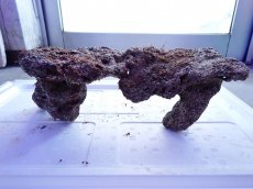 画像3: No.13 ライブロック　2個セット　海藻など付き　約2.5ｋｇ (3)