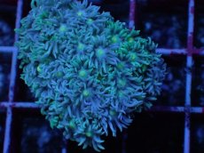 画像2: No.1 オーストラリア産 ハナガササンゴ ブルー・ナイト・グラフテッド　　【珍しい、レアな個体♪】 (2)