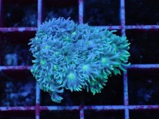 画像1: No.2 オーストラリア産 ハナガササンゴ ブルー・ナイト・グラフテッド　　【珍しい、レアな個体♪】 (1)