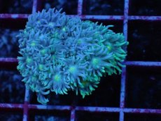 画像2: No.2 オーストラリア産 ハナガササンゴ ブルー・ナイト・グラフテッド　　【珍しい、レアな個体♪】 (2)