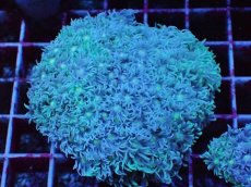画像1: No.3 オーストラリア産 ハナガササンゴ ブルー・ナイト・グラフテッド　　【珍しい、レアな個体♪】 (1)