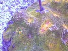 画像2: No.1 キッカサンゴ　ゴールド (2)