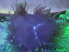 画像1: No.6 トランペットコーラル　ブラック (1)