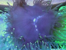 画像2: No.6 トランペットコーラル　ブラック (2)