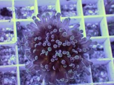 画像1: No.2 トンガ産 カンムリハナサンゴ 茎ゴールド (1)