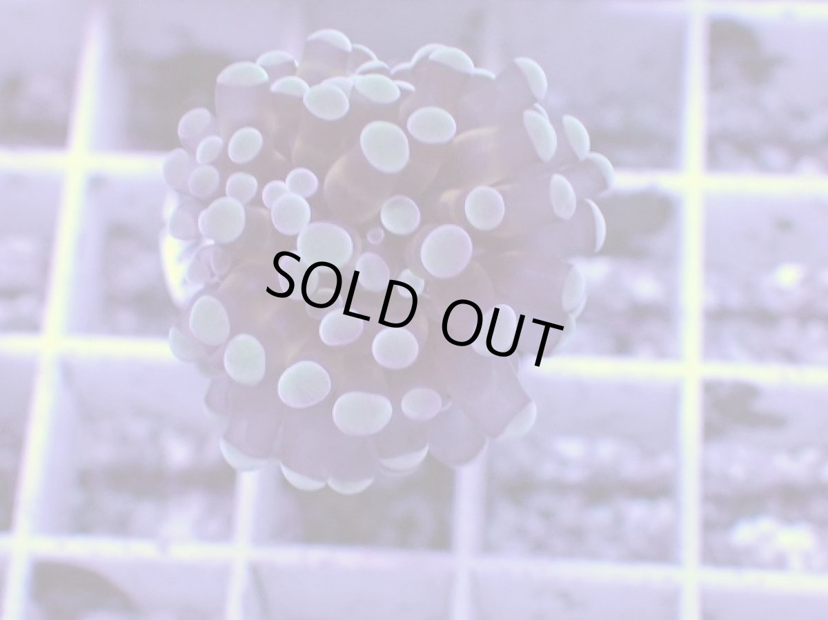 画像1: No.6 トンガ産 カンムリハナサンゴ 茎ゴールド (1)