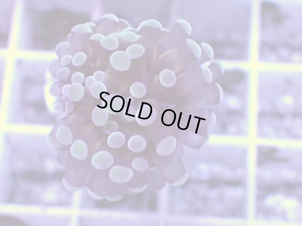 画像2: No.6 トンガ産 カンムリハナサンゴ 茎ゴールド (2)