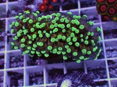 画像1: No.7 トンガ産 カンムリハナサンゴ 茎ゴールド (1)