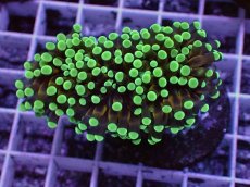 画像1: No.9 トンガ産 カンムリハナサンゴ 茎ゴールド (1)