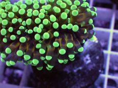 画像2: No.9 トンガ産 カンムリハナサンゴ 茎ゴールド (2)