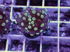 画像1: No.12 トンガ産 カンムリハナサンゴ 茎ゴールド (1)