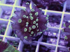 画像1: No.14 トンガ産 カンムリハナサンゴ 茎ゴールド (1)