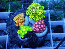 画像1: No.1 ハナガササンゴ　マルチカラー　お花畑プレート (1)