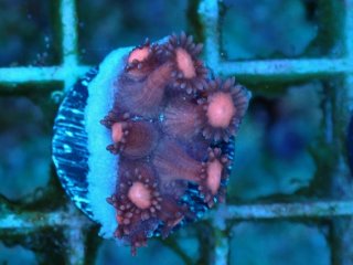 ハナガササンゴレッド ハナガササンゴ Goniopora を買うならアクアスタイルユー