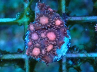 ハナガササンゴ Goniopora を買うならアクアスタイルユー