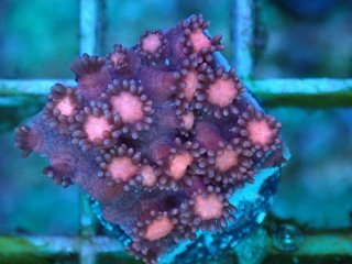 ハナガササンゴ Goniopora を買うならアクアスタイルユー