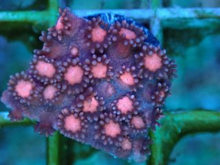 ハナガササンゴレッド ハナガササンゴ Goniopora を買うならアクアスタイルユー