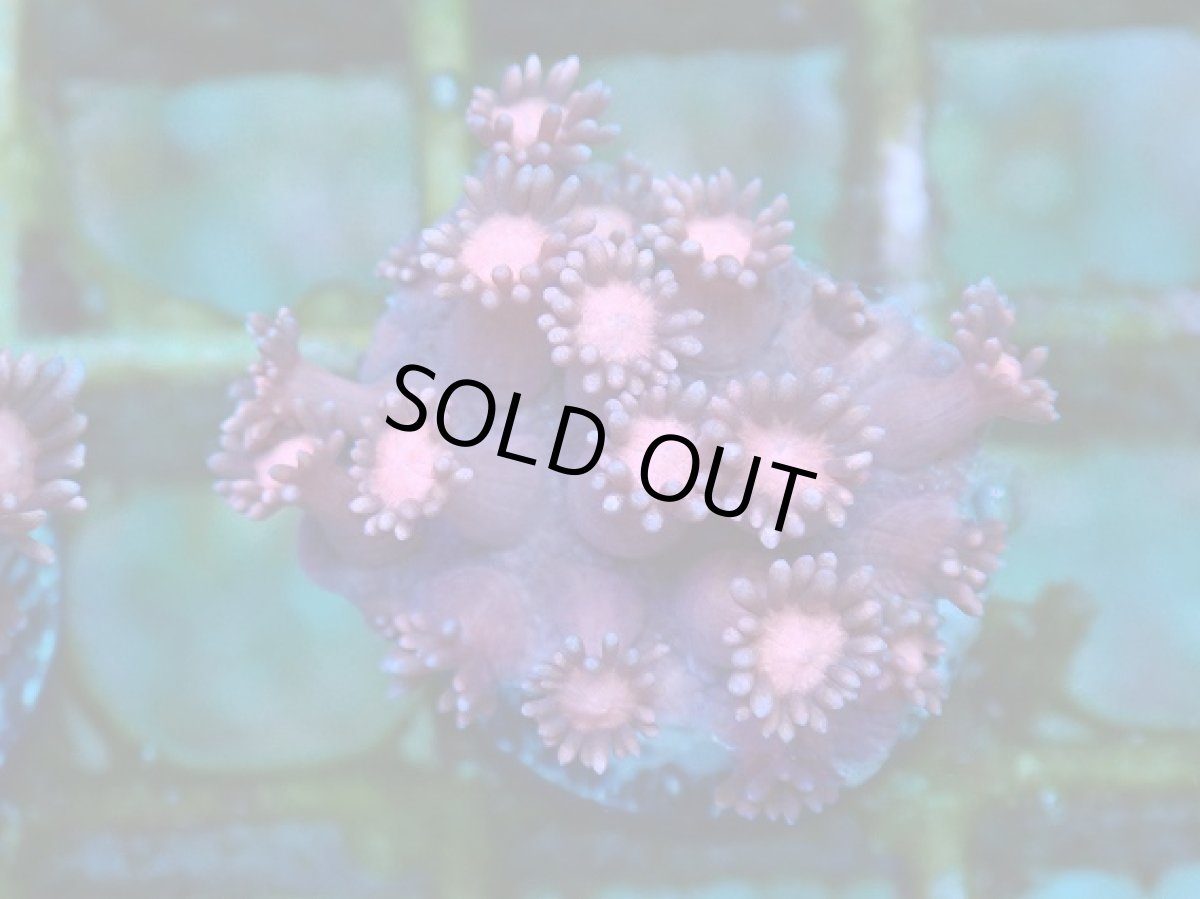 画像1: No.11 ハナガササンゴ　レッド (1)