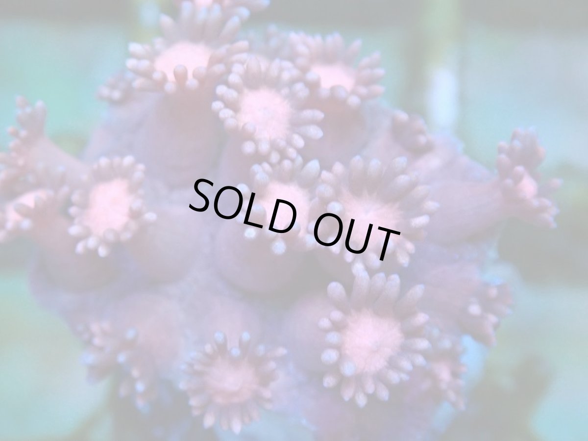 画像2: No.11 ハナガササンゴ　レッド (2)