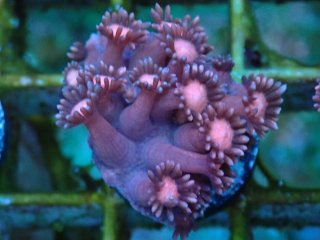ハナガササンゴ Goniopora を買うならアクアスタイルユー
