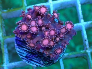 No.14 ハナガササンゴ レッドチップを買うならアクアスタイル