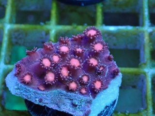 ハナガササンゴレッド ハナガササンゴ Goniopora を買うならアクアスタイルユー