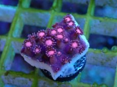 画像1: No.27 ハナガササンゴ　レッド (1)