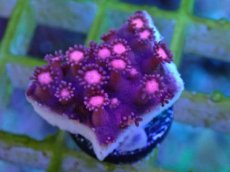 画像2: No.27 ハナガササンゴ　レッド (2)