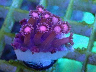 No.9 トンガ産 ハナガササンゴ レッドを買うならアクアスタイル