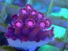 画像2: No.32 ハナガササンゴ　レッド (2)