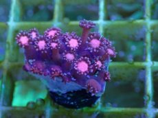 画像1: No.35 ハナガササンゴ　レッド (1)