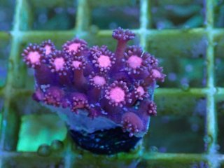 オオバナサンゴ　グリーンマルチ No.53 フィジー産 オオバナサンゴ グリーンマルチを買うなら