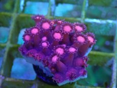 画像1: No.40 ハナガササンゴ　レッド (1)
