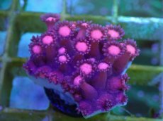 画像2: No.40 ハナガササンゴ　レッド (2)