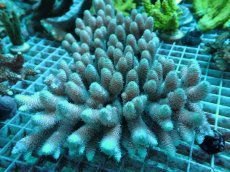 画像1: No.173 オーストラリア産 ハイマツミドリイシ (1)