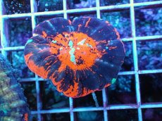 画像1: No.45 オーストラリア産 スコリミア ブラッド・ムーン　　【人気No.1】 (1)