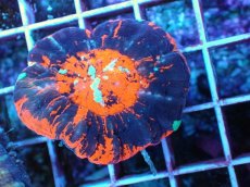 画像2: No.45 オーストラリア産 スコリミア ブラッド・ムーン　　【人気No.1】 (2)