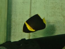 画像1: 国産キンチャクダイ　ベビー　　【毎度大人気のミニサイズ！】 (1)